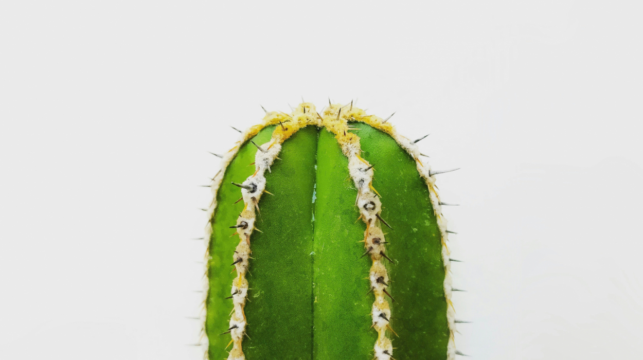 découvrez nos conseils de soin pour prendre soin de vos cactus et réussir leur culture en intérieur ou en extérieur.