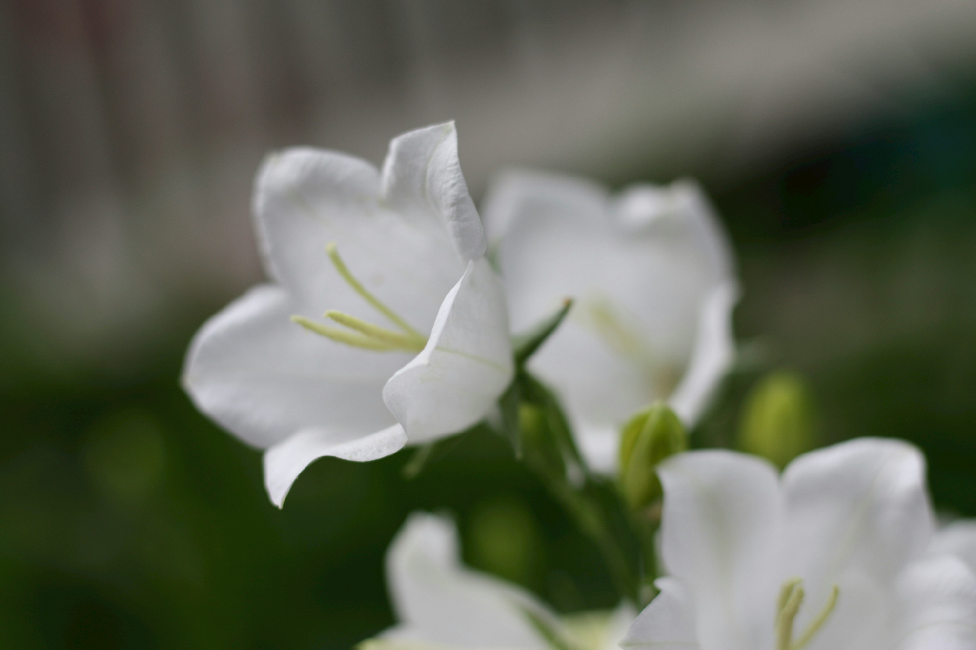 découvrez tout sur les campanules, ces jolies fleurs herbacées à clochettes, ainsi que des conseils de plantation et d'entretien pour embellir votre jardin.