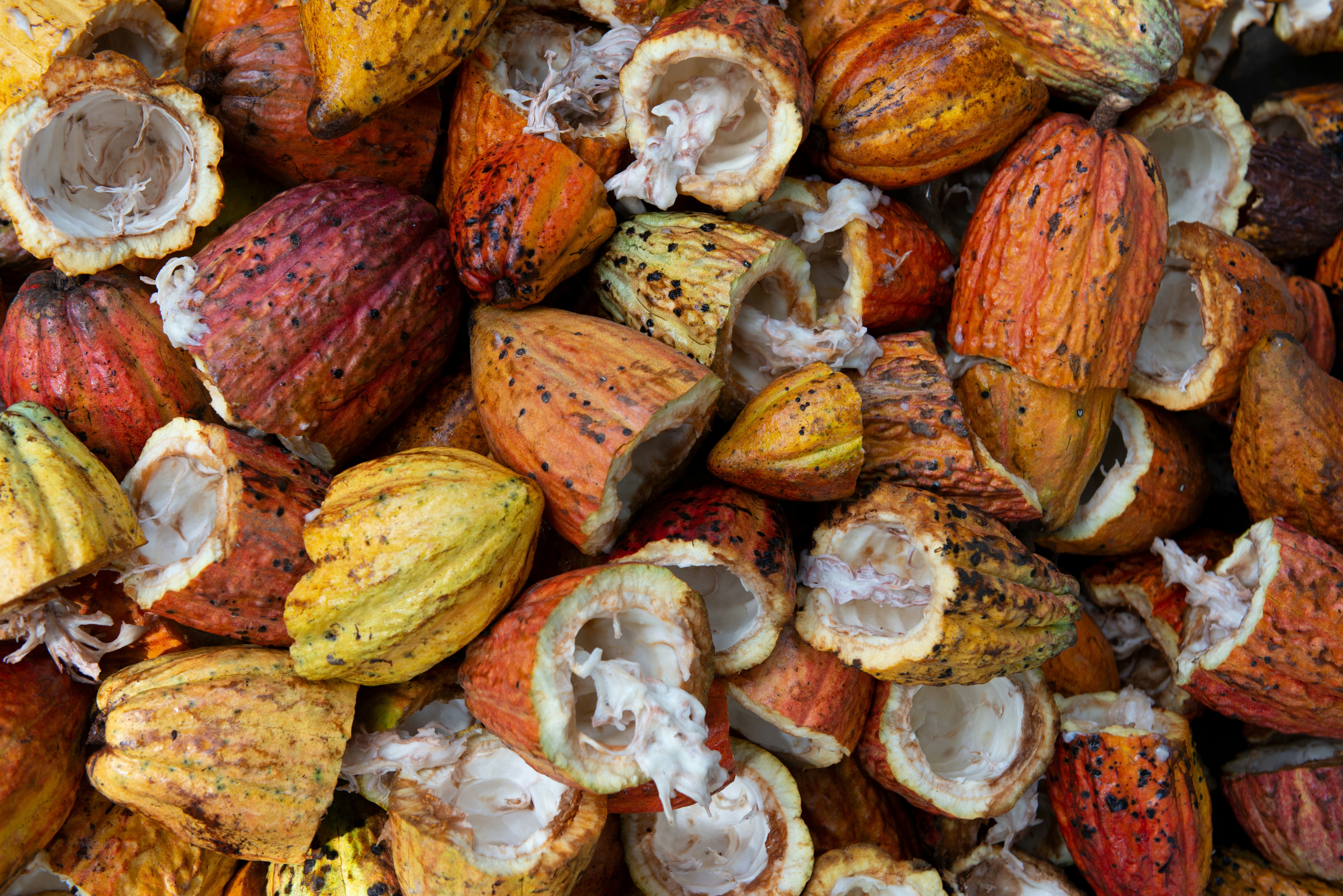 découvrez tout sur le cacao, son origine, ses bienfaits, ses utilisations et son histoire fascinante.