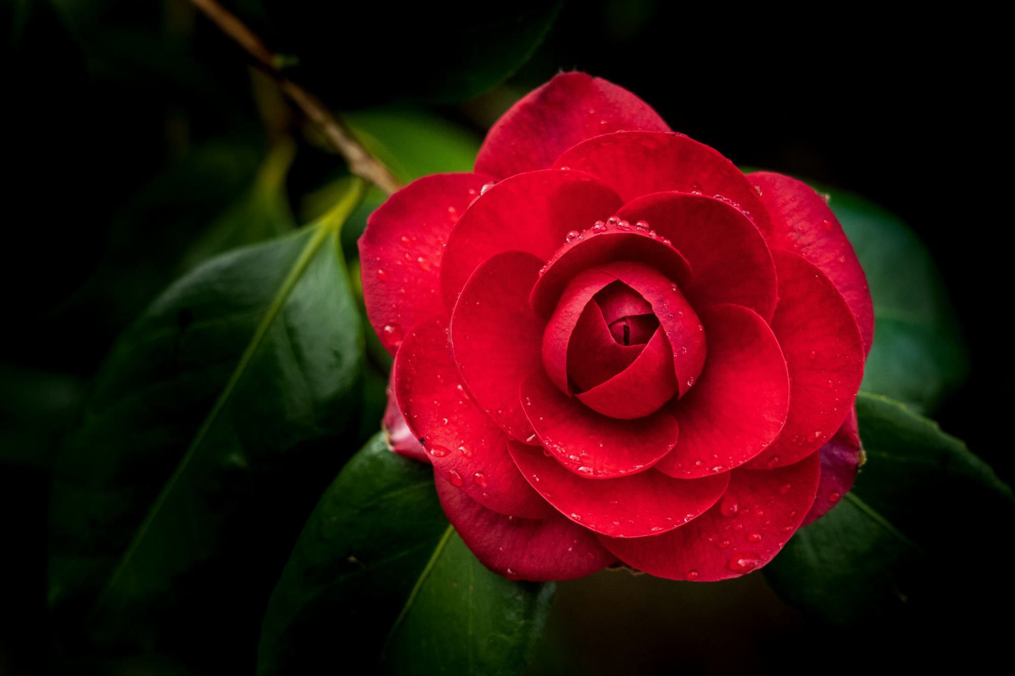 découvrez notre collection de camellias, des fleurs élégantes et colorées, à ajouter à votre jardin pour une touche de beauté et de raffinement.