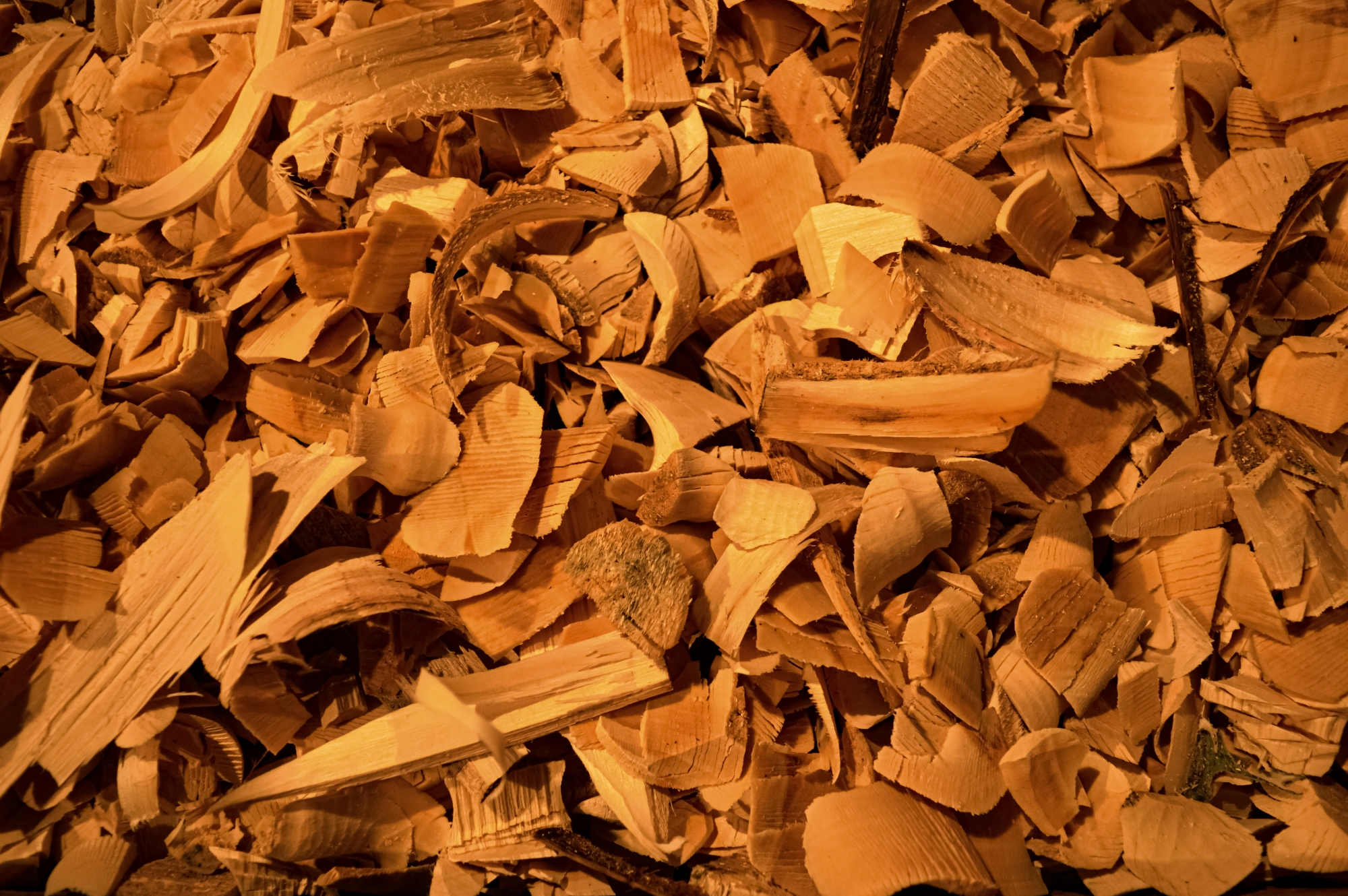 découvrez les secrets et les vertus du bois de cèdre avec notre collection de produits inspirés par la nature et la tradition.