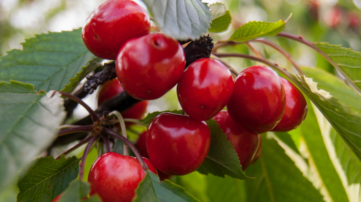 découvrez des informations fascinantes sur les cerisiers et leurs variétés, leur culture, leur entretien et bien plus encore avec cherry tree.