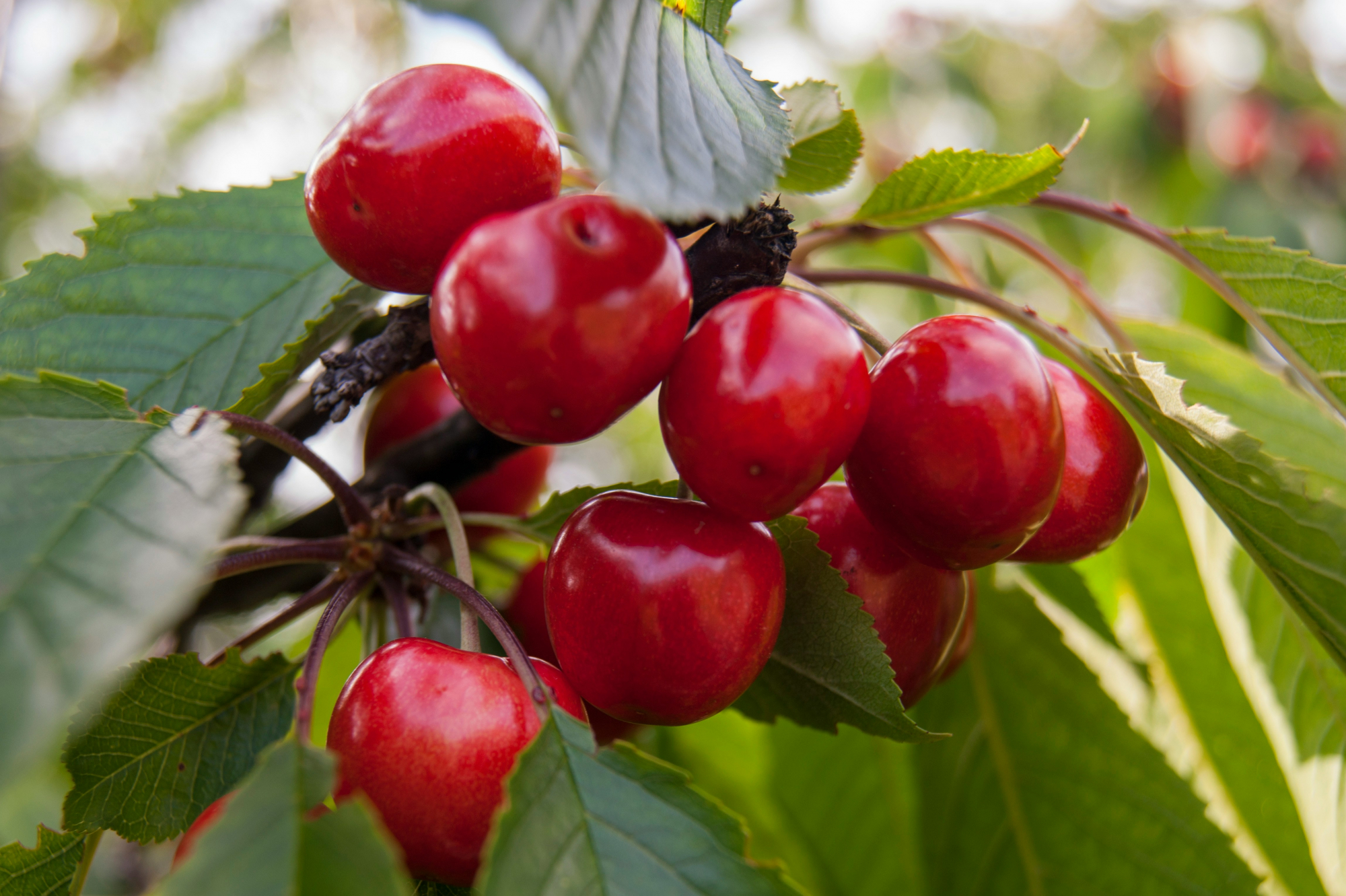 découvrez des informations fascinantes sur les cerisiers et leurs variétés, leur culture, leur entretien et bien plus encore avec cherry tree.
