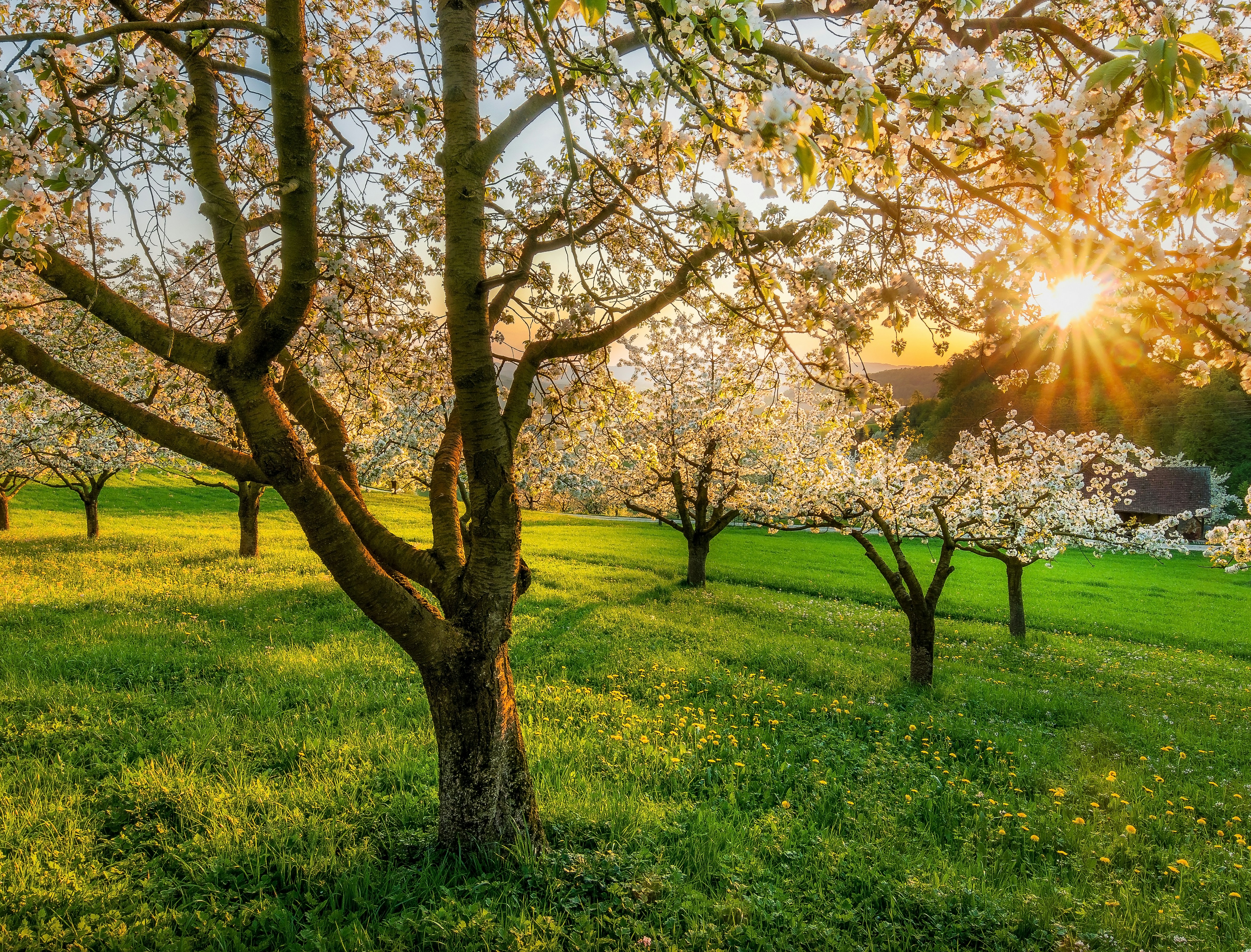 découvrez la beauté majestueuse du cerisier : ses fleurs délicates et son feuillage verdoyant vous charmeront à coup sûr.