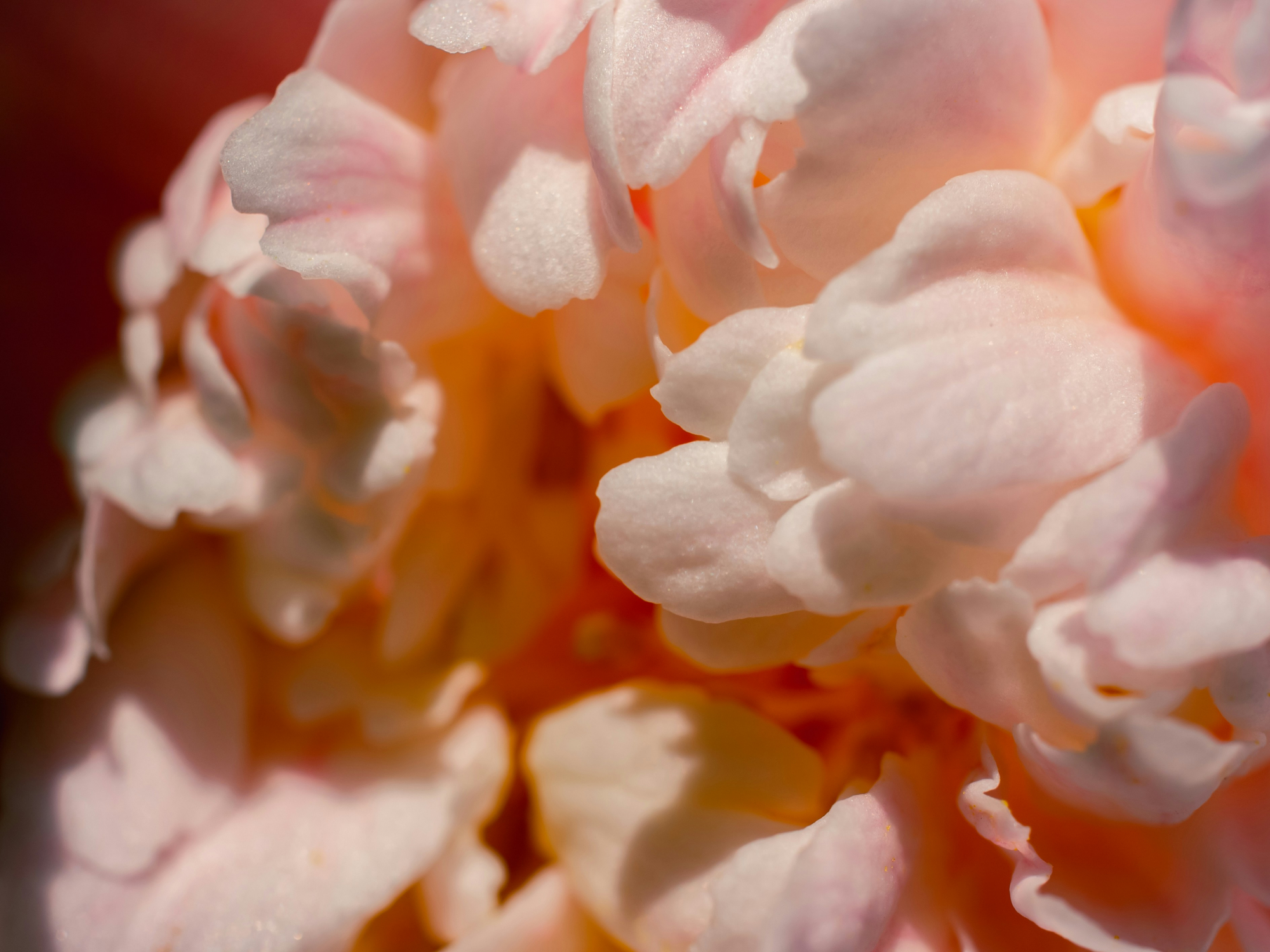 découvrez l'univers envoûtant du camélia, une fleur emblématique de beauté et de délicatesse. apprenez-en plus sur les variétés, les couleurs et les significations associées à cette merveille de la nature.