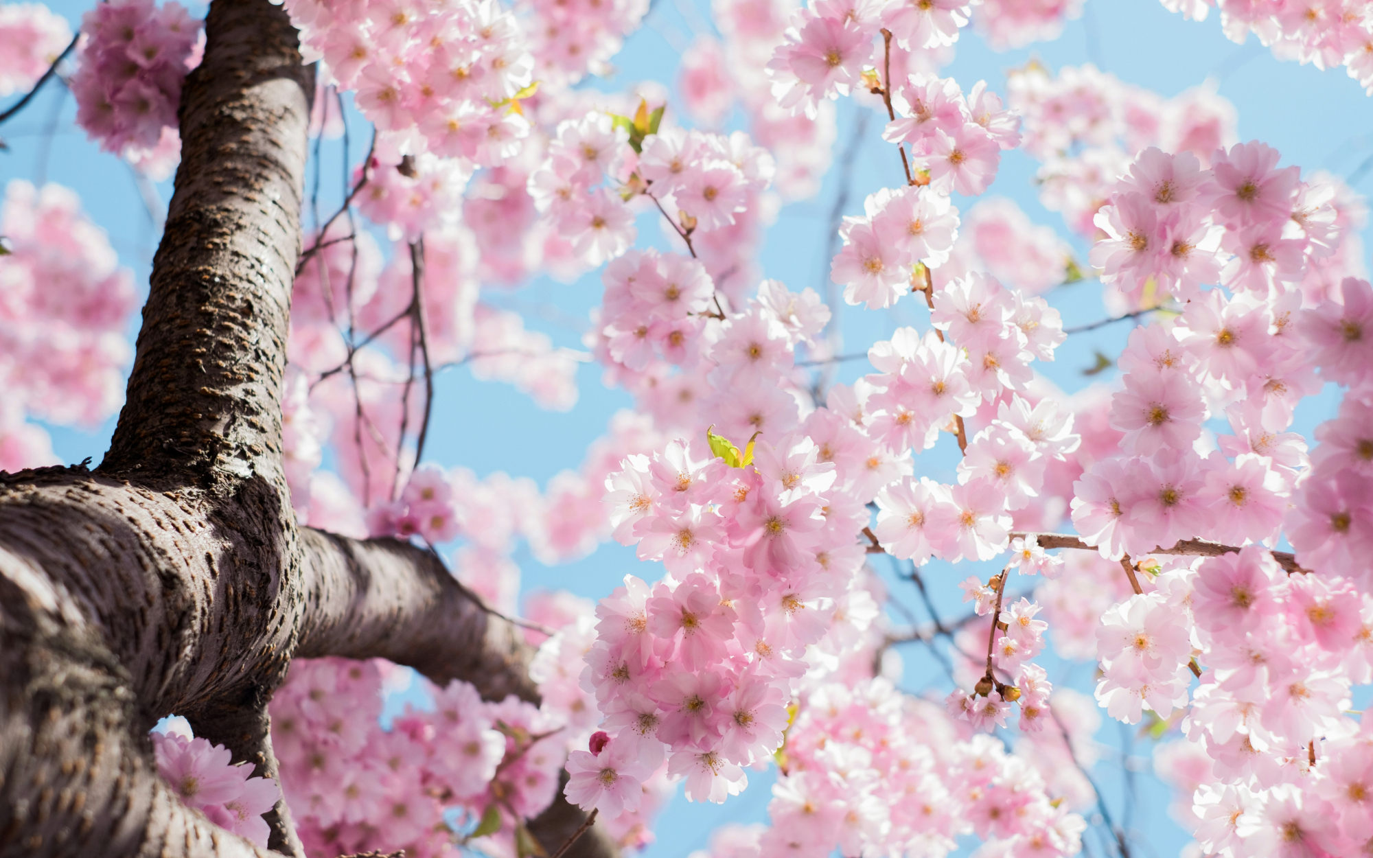 découvrez la beauté éphémère des cerisiers en fleurs avec notre collection de produits inspirés par les cherry blossoms.