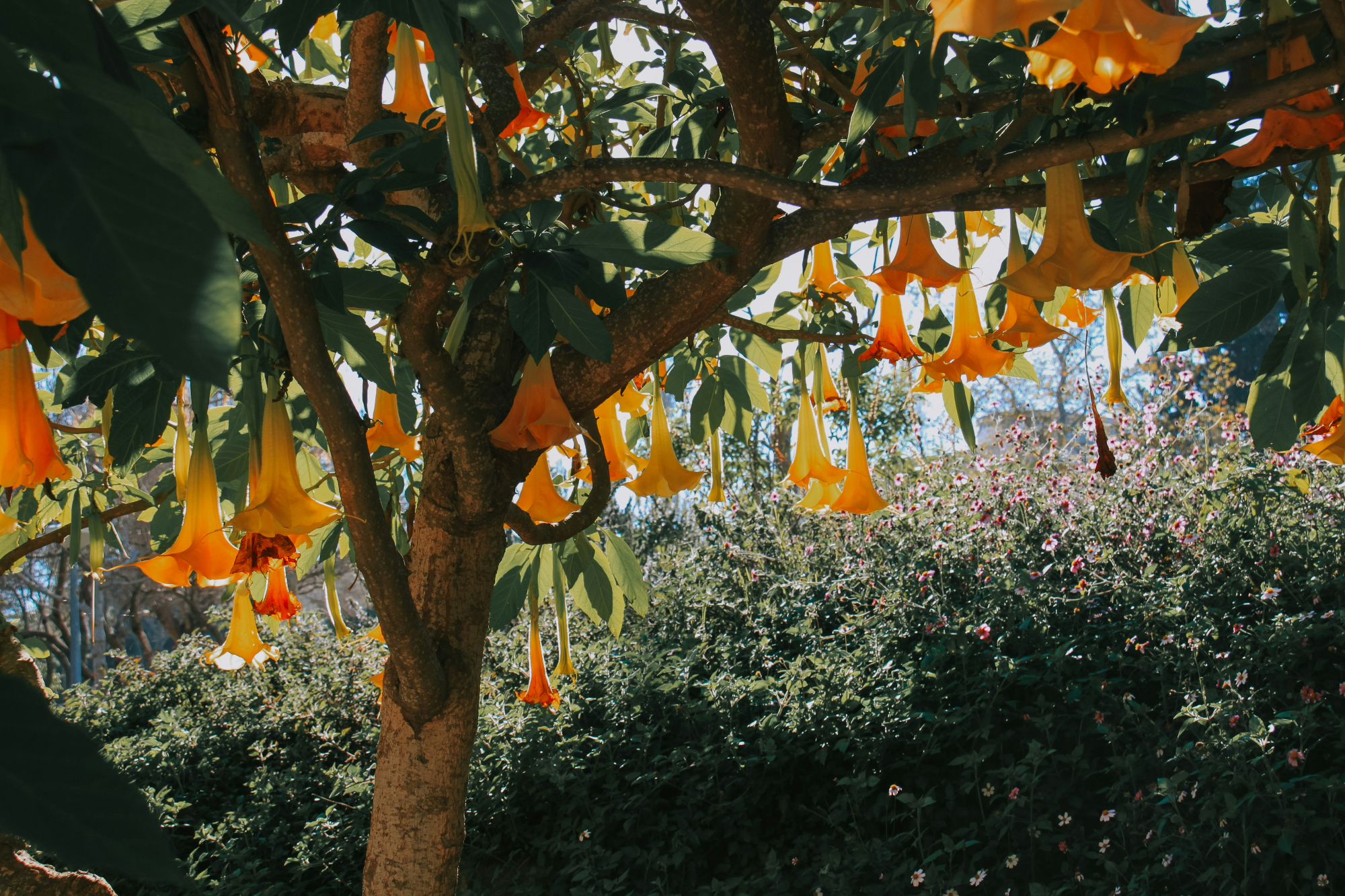 découvrez tout sur le brugmansia, une plante spectaculaire aux grandes fleurs en trompette et au parfum envoûtant. conseils de culture et d'entretien pour apprécier pleinement cette merveilleuse plante ornementale.