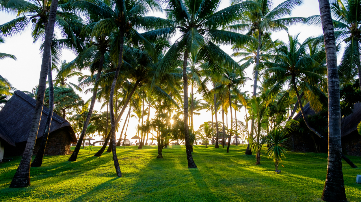 découvrez l'univers exotique et apaisant des cocotiers avec nos produits à base de noix de coco. offrez-vous une escapade tropicale avec notre gamme de produits inspirés du cocotier.