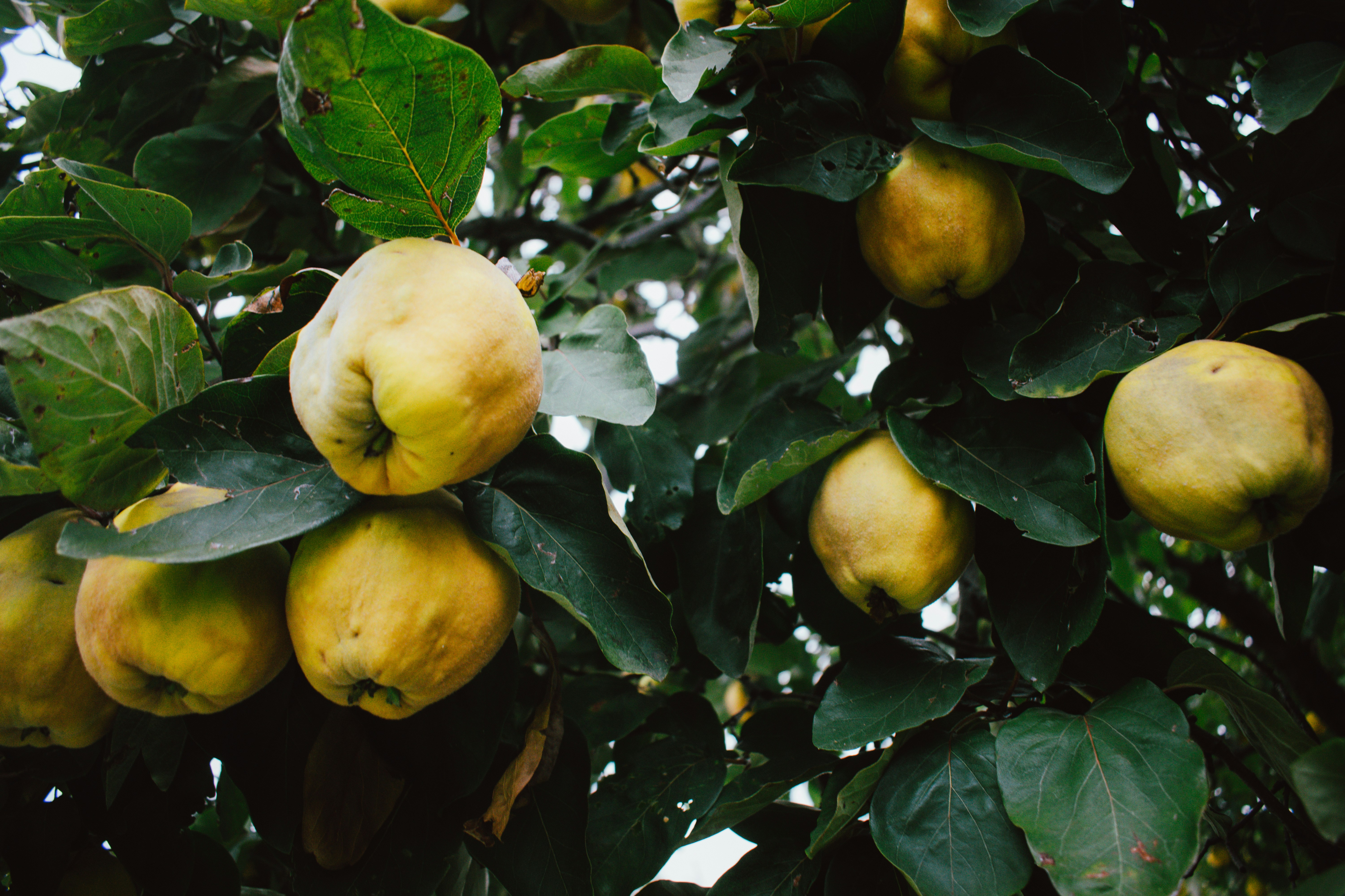 découvrez tous les secrets de la délicieuse quince, un fruit sucré avec une saveur unique et une texture croquante. apprenez comment l'utiliser en cuisine et ses bienfaits pour la santé.