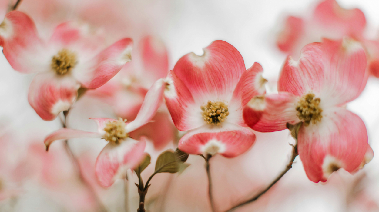 découvrez la beauté et la signification du dogwood, une magnifique fleur que l'on retrouve dans de nombreux jardins et parcs.