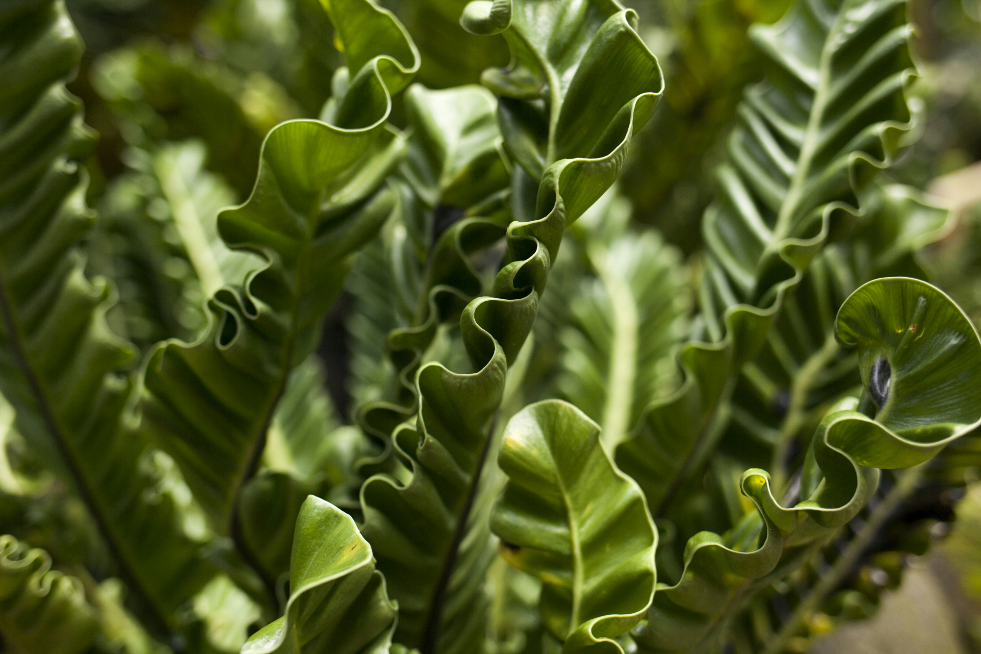 découvrez tout sur l'asplenium, une plante verte populaire, ses caractéristiques, ses soins et sa culture. apprenez comment entretenir cette fougère pour une belle décoration intérieure ou extérieure.